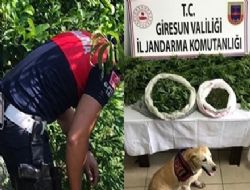 GİRESUN’DA UYUŞTURUCU OPERASYONU