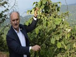 GİRESUN’UN CEMAL’İ FINDIĞA DEĞER BİÇTİ